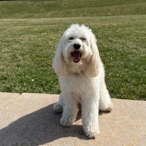 Meet your Posher, Allison